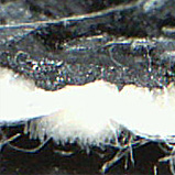 �i�C�t�ْf��